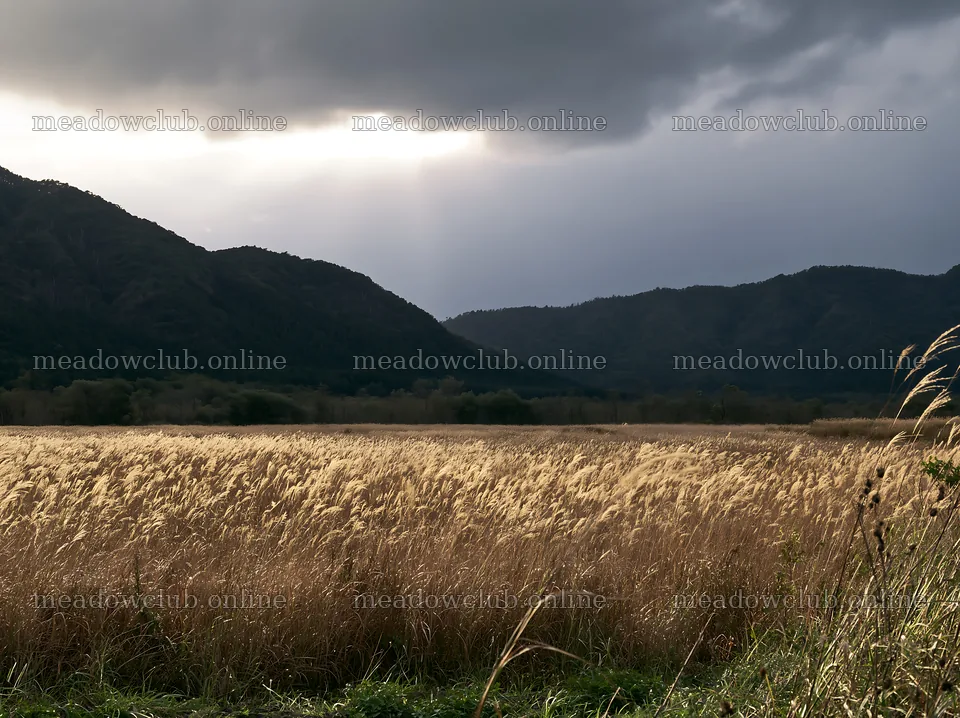 Okayama golden meadow with seedhead foreground under cloudy sky – meadow photos 9174x6866