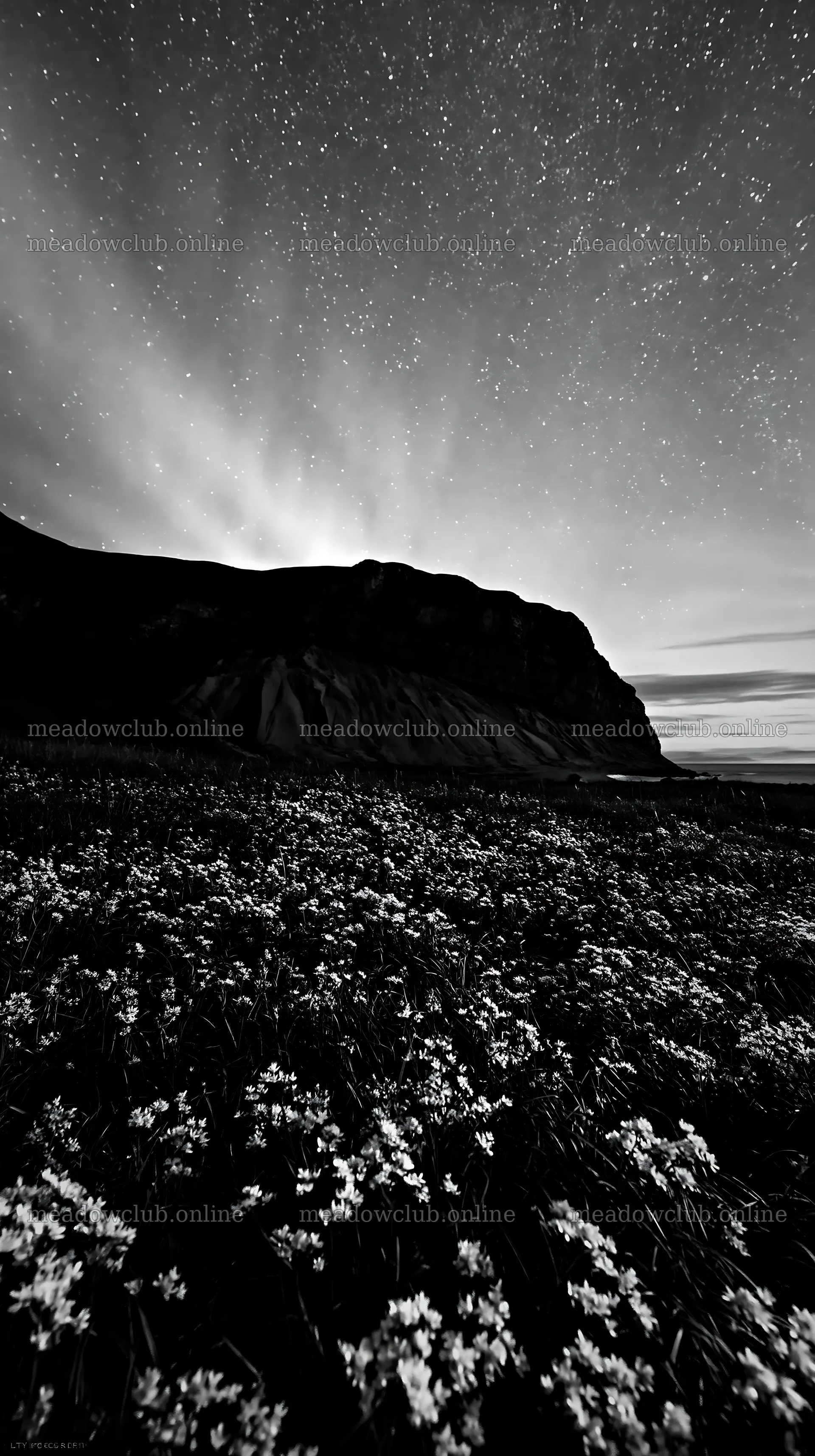 Aurora meadow coast with flowers and stars at night – meadow photos 5938x10608