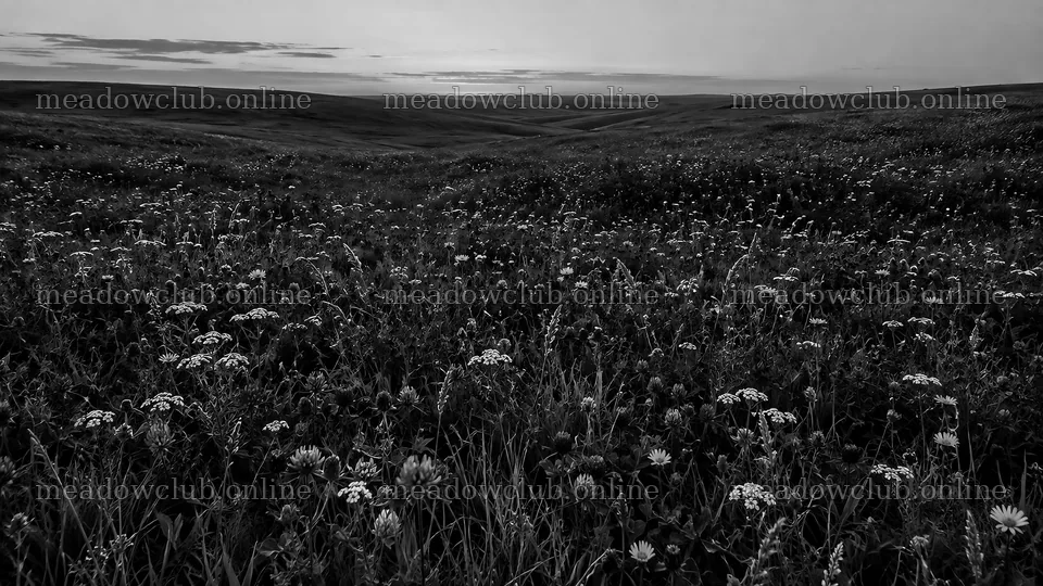 Dark Wildflower Meadow in Monochrome – meadow photos 10324x5812