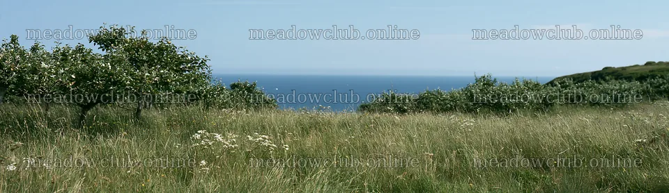 Seaside orchard meadow with trees and blue ocean in background – meadow photos 14762x4268