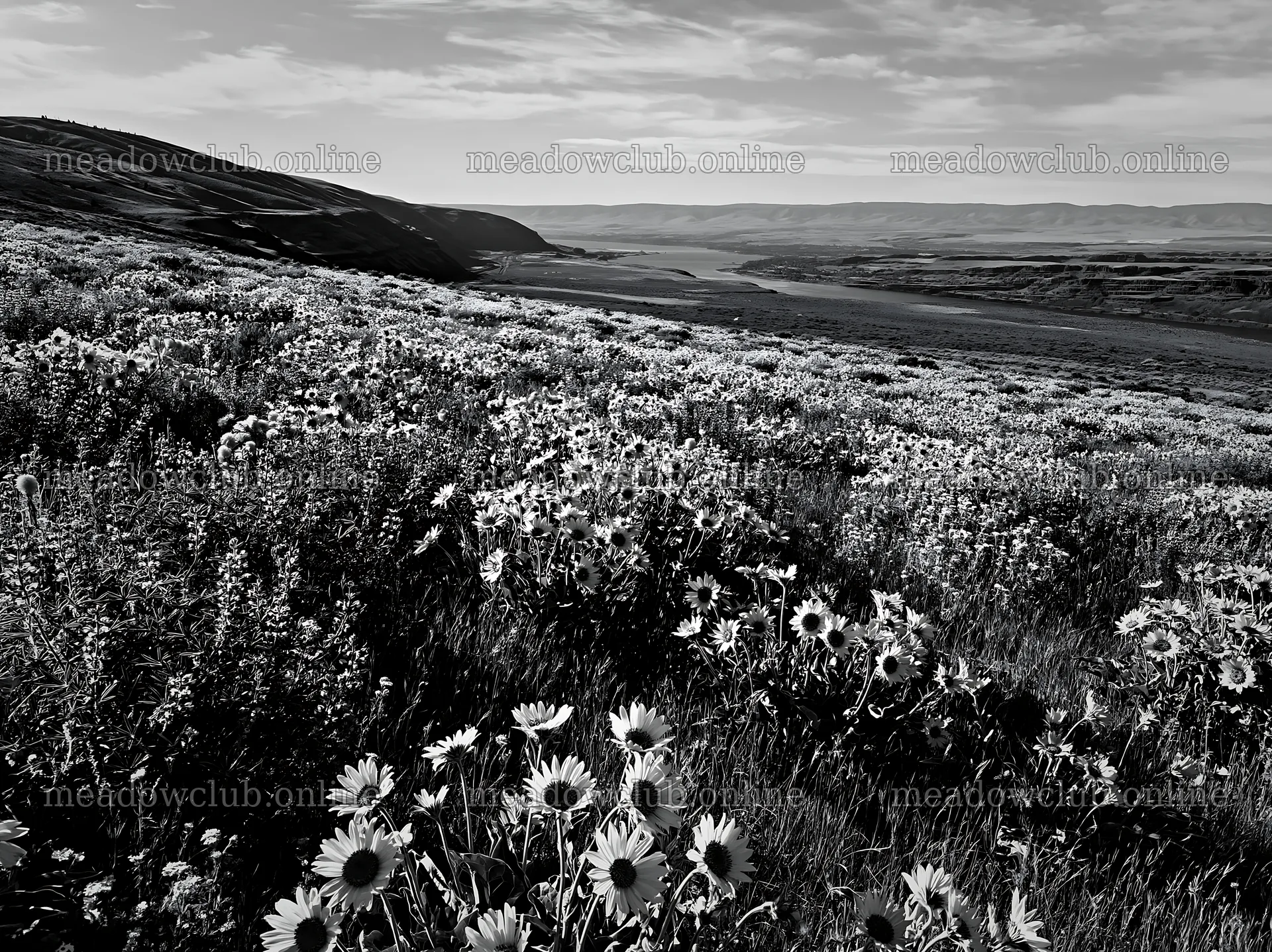 Vibrant sagebrush meadow light with blooming sunflowers – meadow photos 9174x6866