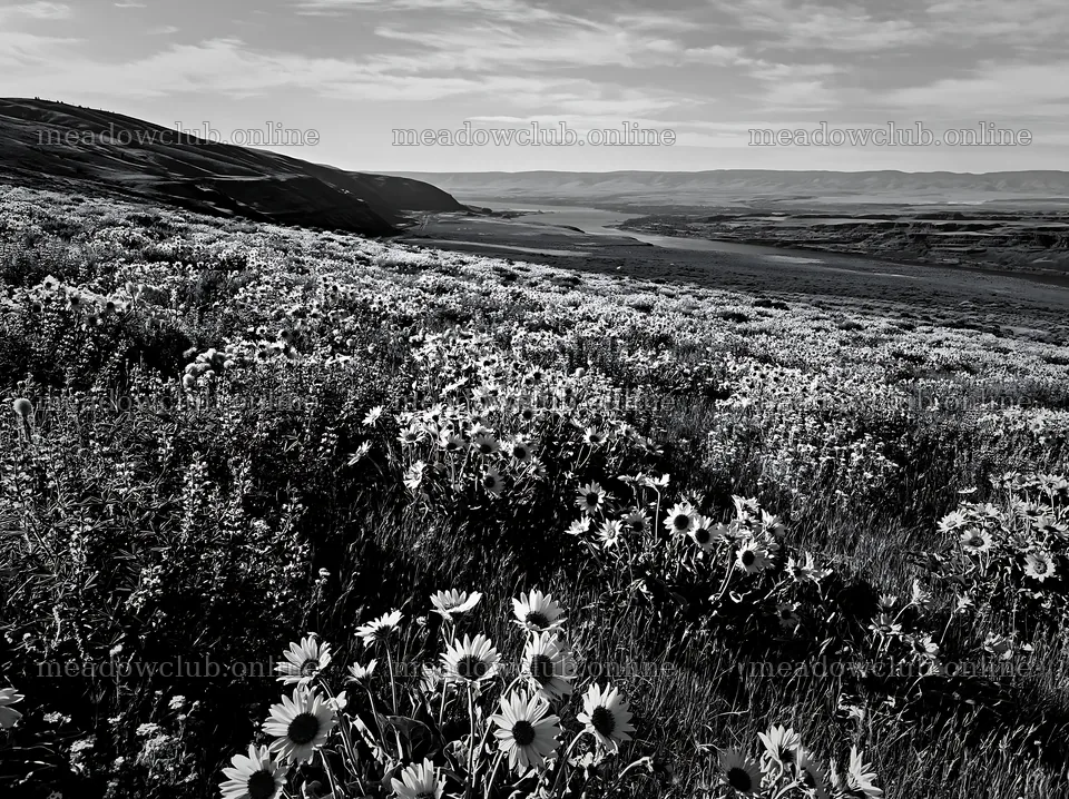 Vibrant sagebrush meadow light with blooming sunflowers – meadow photos 9174x6866