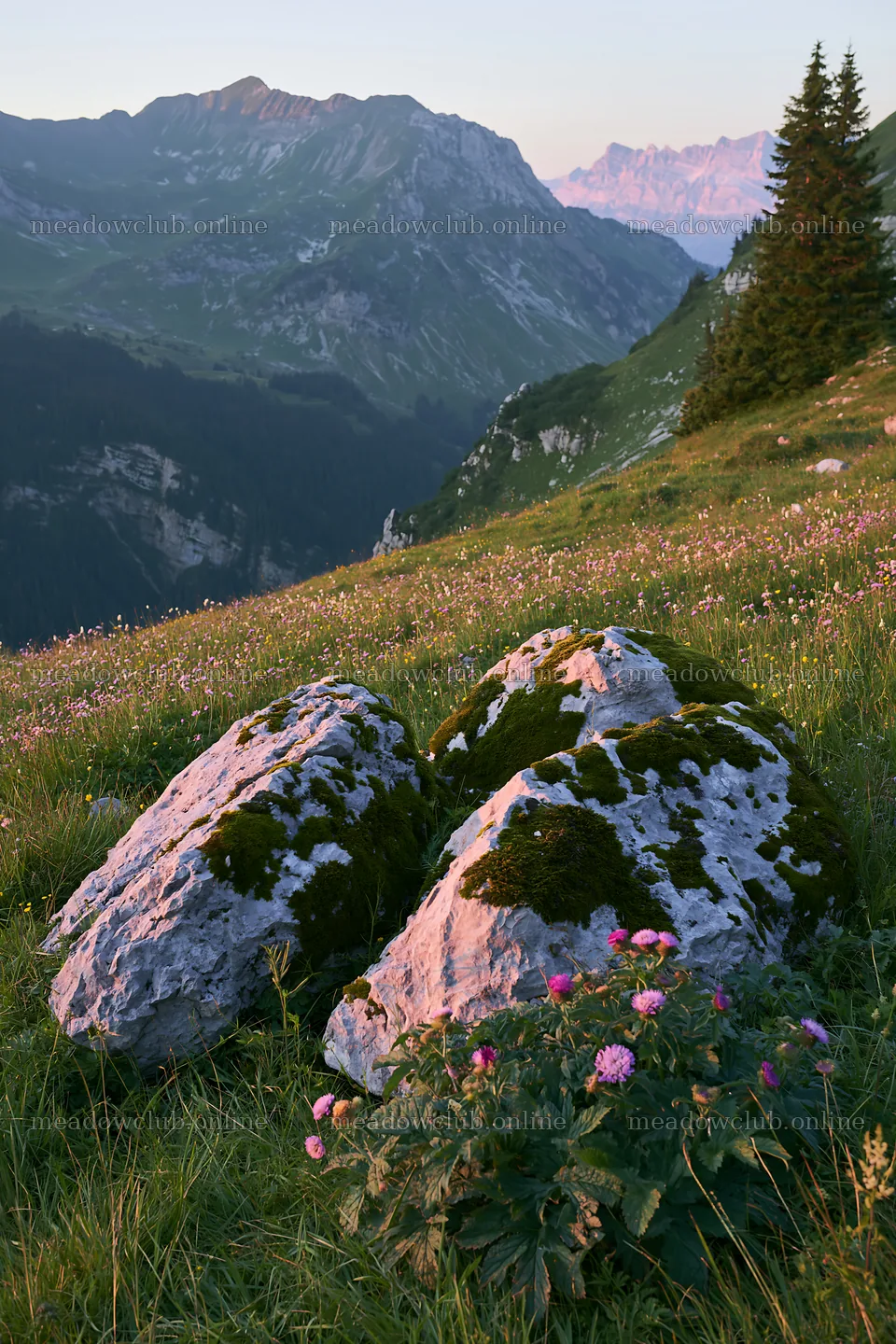 Mossy boulders in a meadow with flowers and mountains – meadow photos 6480x9722