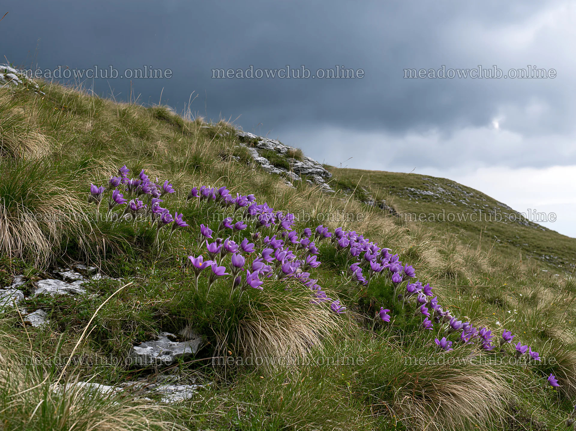 Cloudy pasque flower meadow on limestone slope – meadow photos 9174x6866