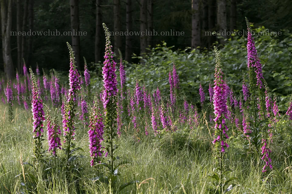 Meadow flower border with woodland background and copy space – meadow photos 9722x6480