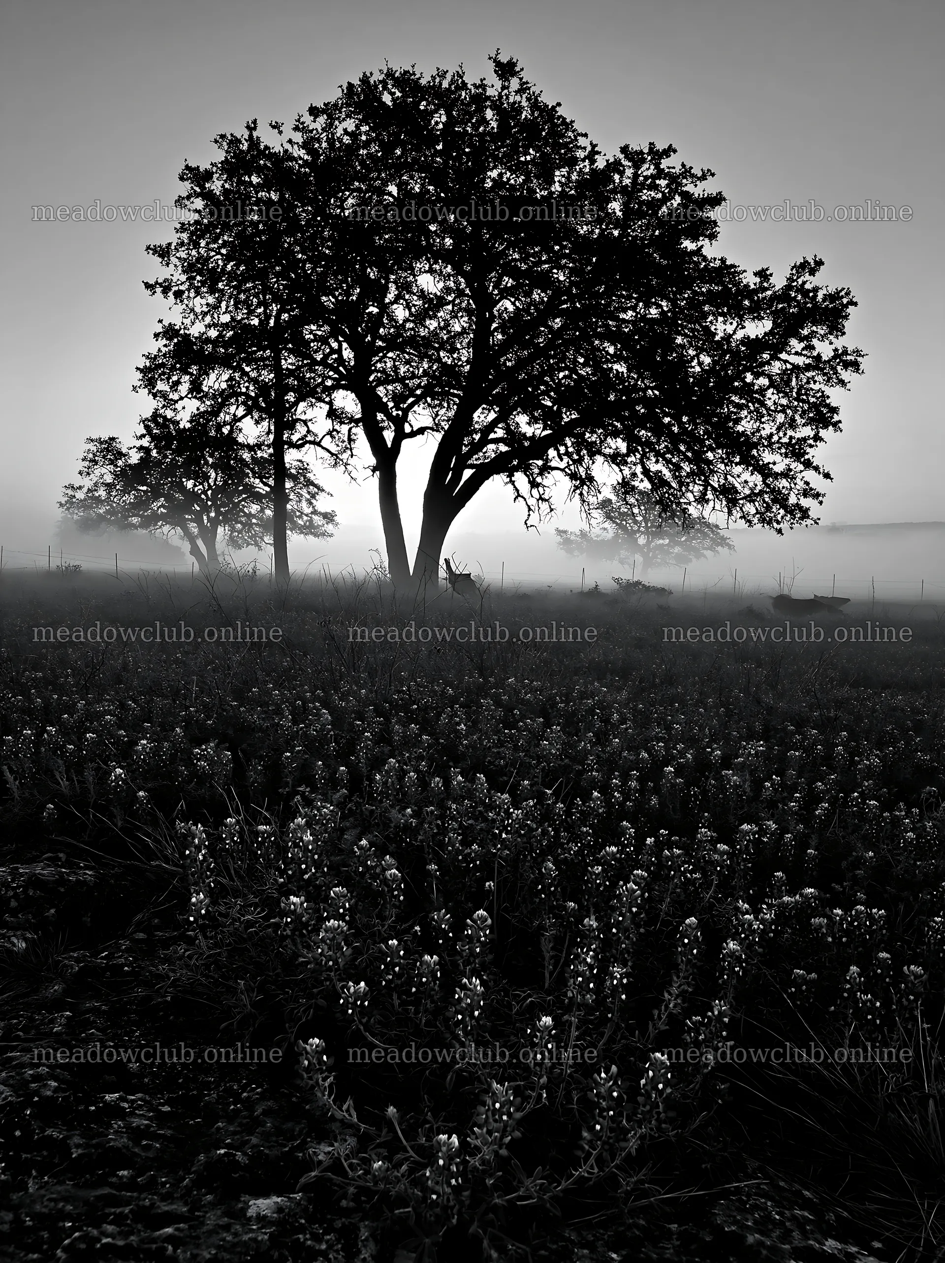 Bluebonnet meadow sunrise with trees and fog – meadow photos 6866x9174