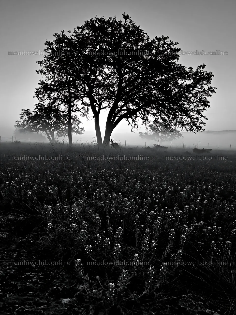 Bluebonnet meadow sunrise with trees and fog – meadow photos 6866x9174