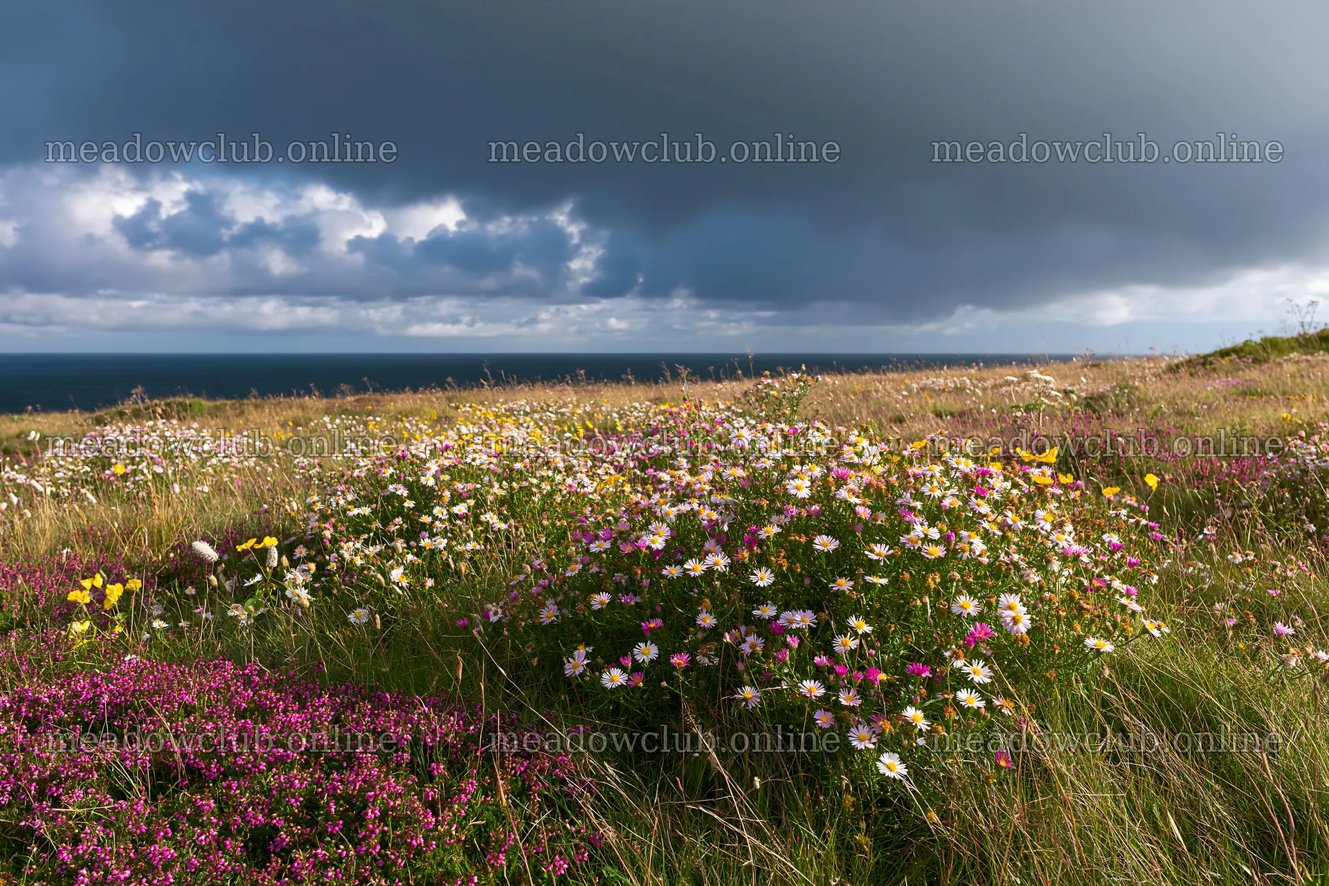 Colorful aster meadow with ocean view under cloudy sky – meadow photos 9722x6480