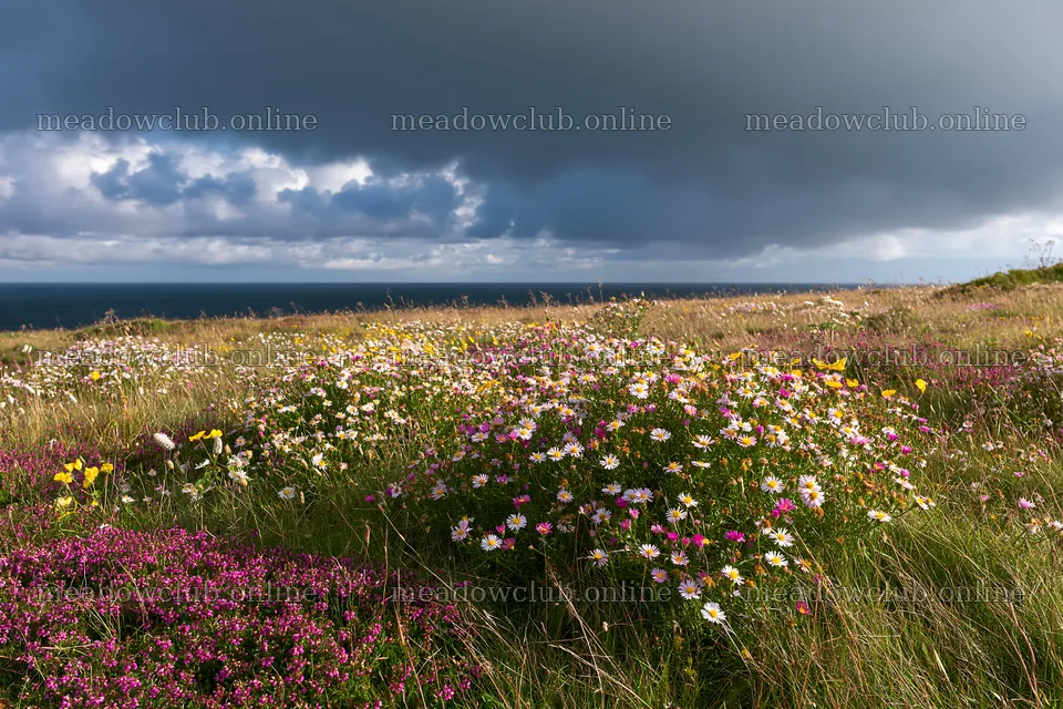 Colorful aster meadow with ocean view under cloudy sky – meadow photos 9722x6480