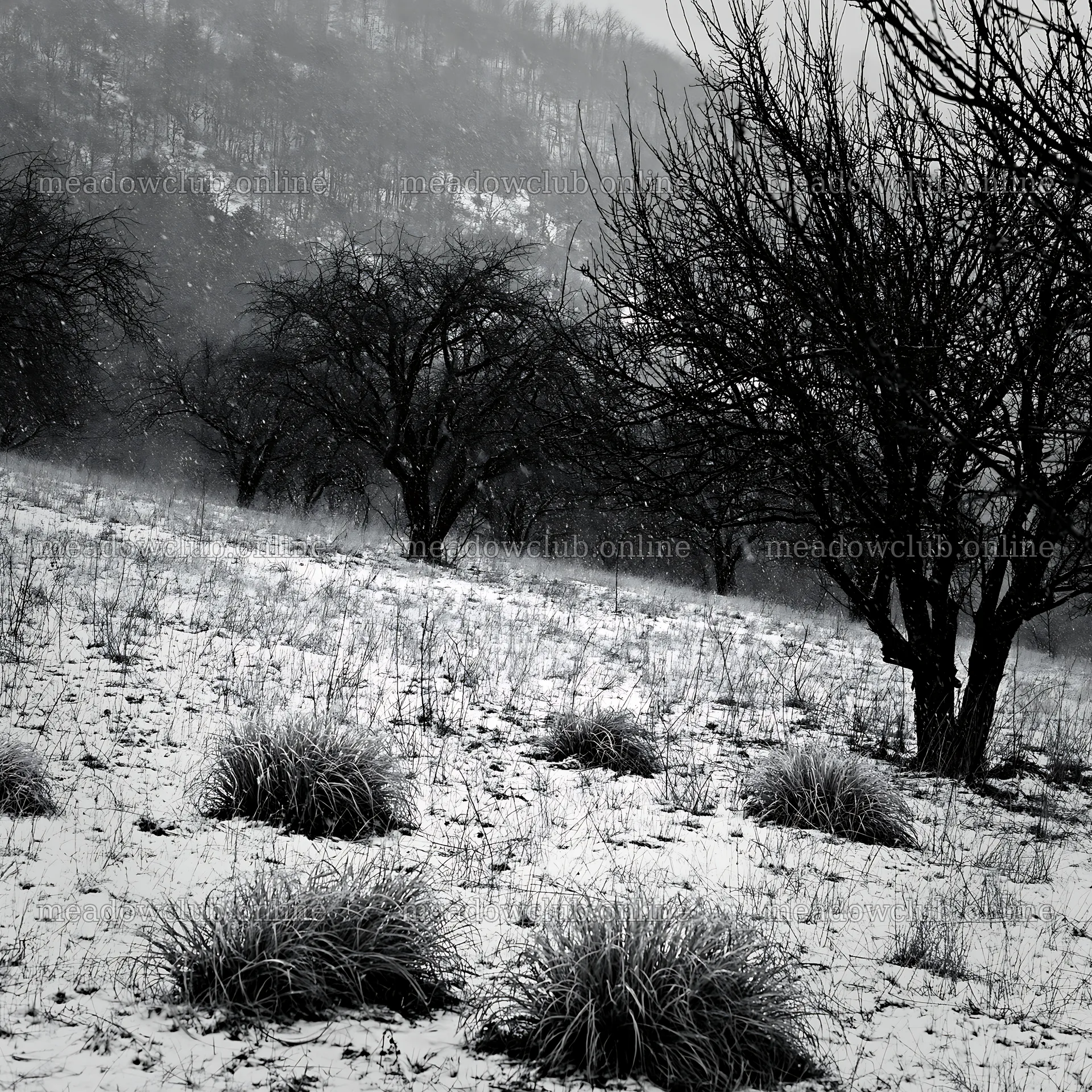 Valley apple meadow in winter with bare trees and grass – meadow photos 7938x7938