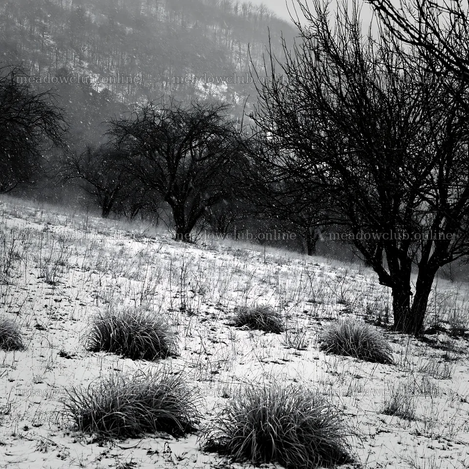 Valley apple meadow in winter with bare trees and grass – meadow photos 7938x7938