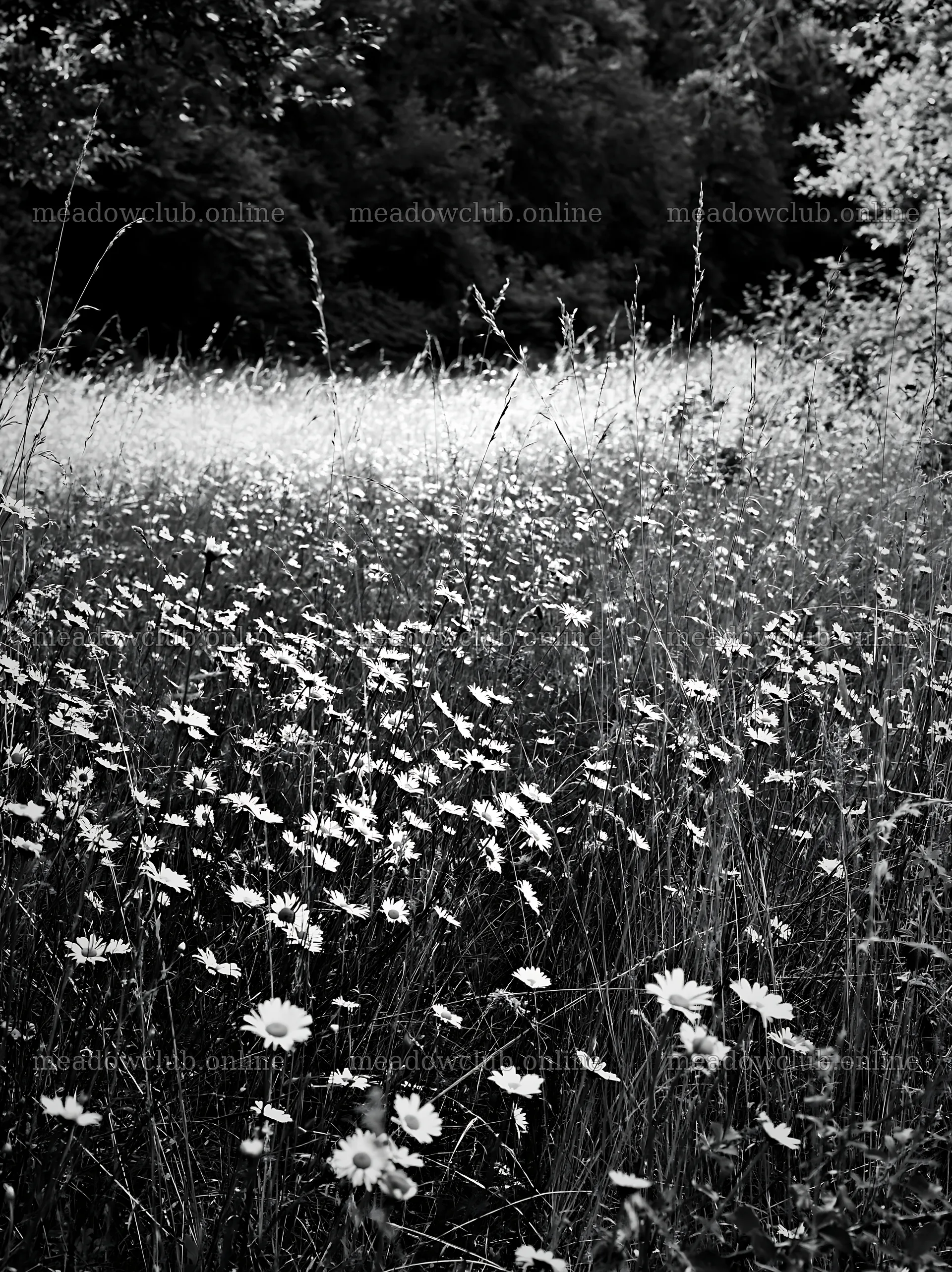 Meadow flower border with woodland background and open space – meadow photos 6866x9174