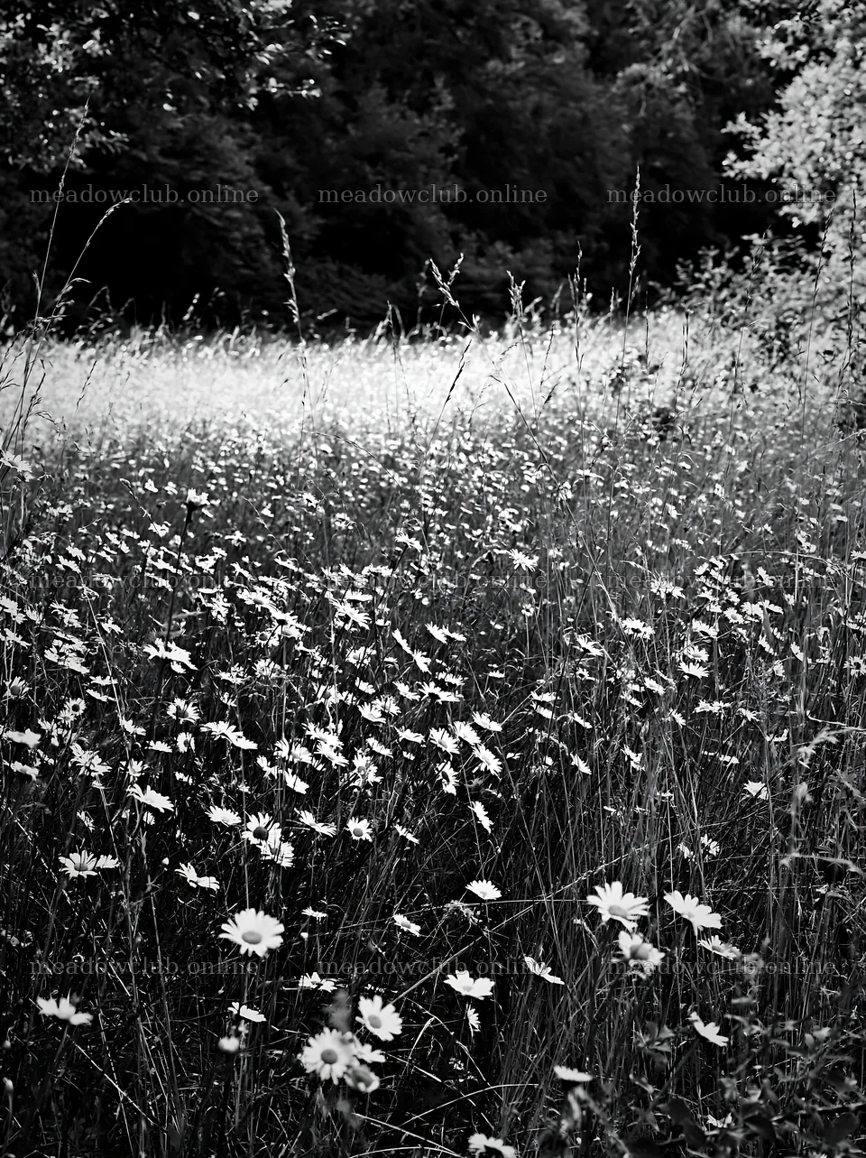 Meadow flower border with woodland background and open space – meadow photos 6866x9174
