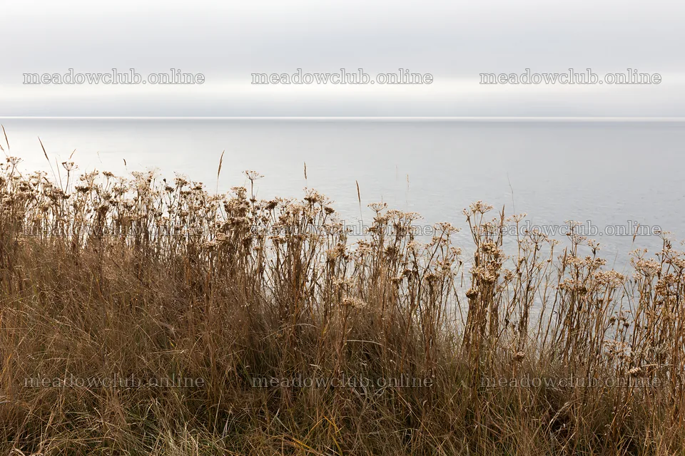 Seedhead meadow along calm water under gray sky – meadow photos 9722x6480