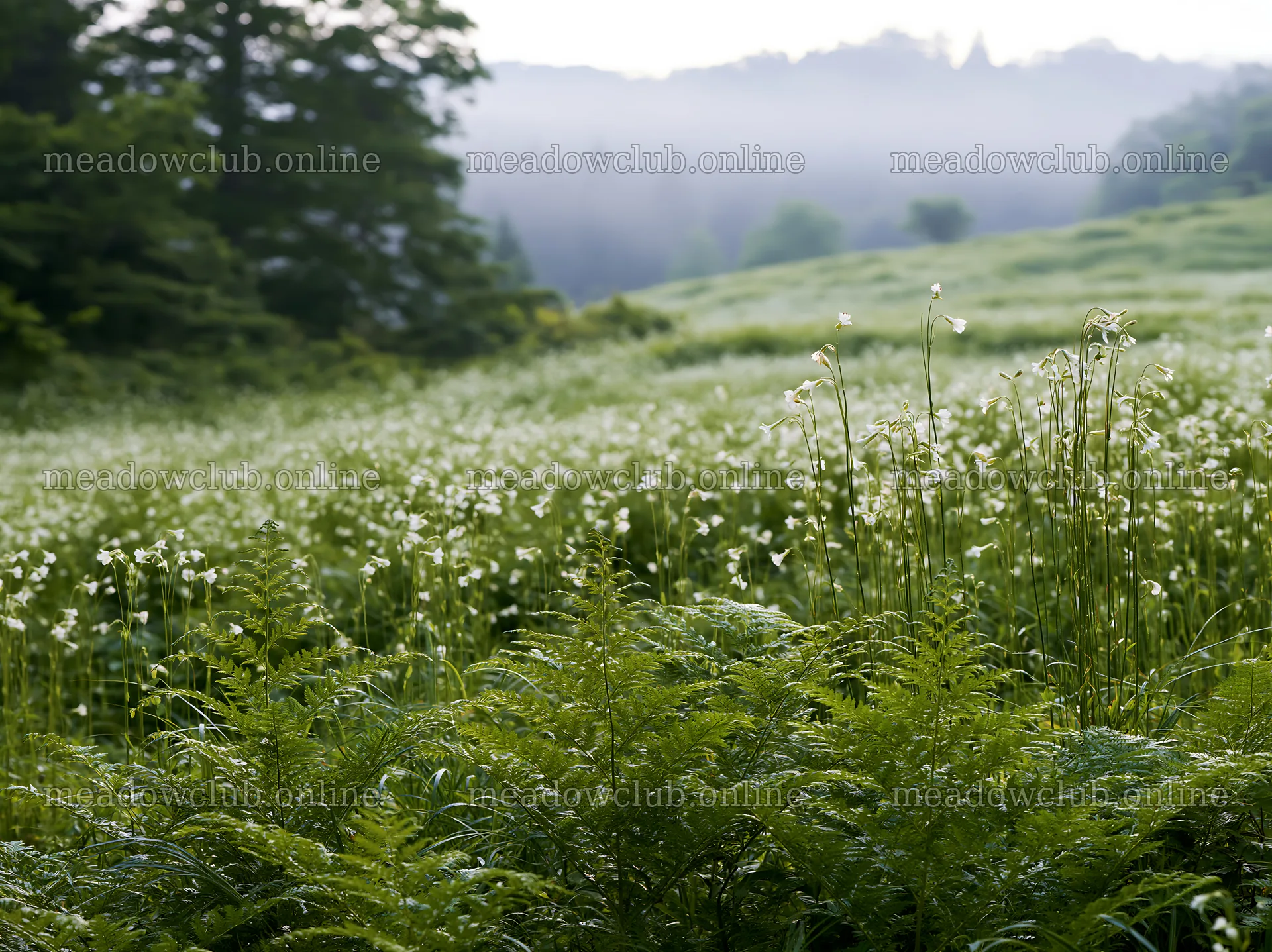 Tokushima mountain meadow fern frond foreground with flowers – meadow photos 9174x6866