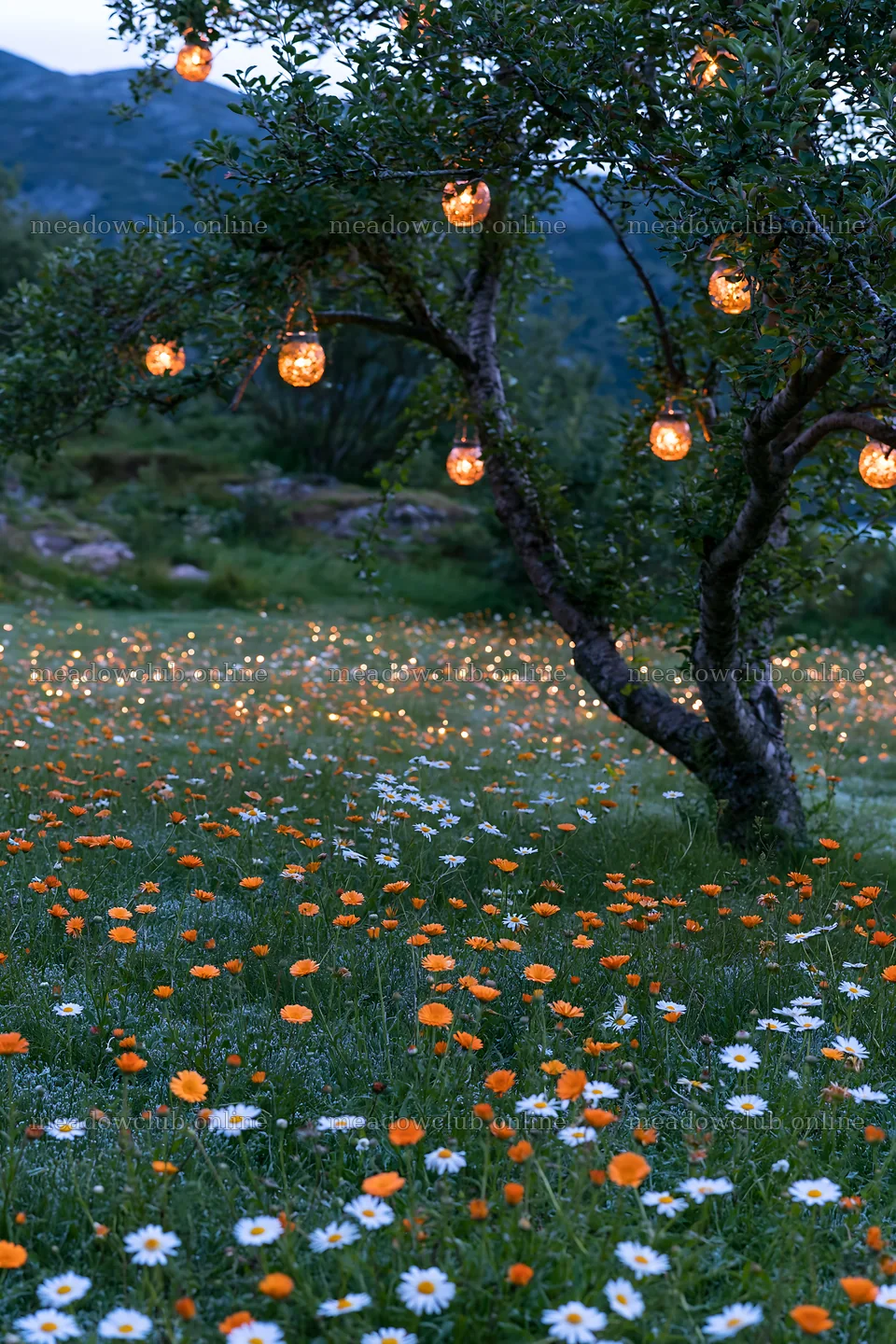Apple tree meadow with lanterns in Lofoten during Christmas season – meadow photos 6480x9722