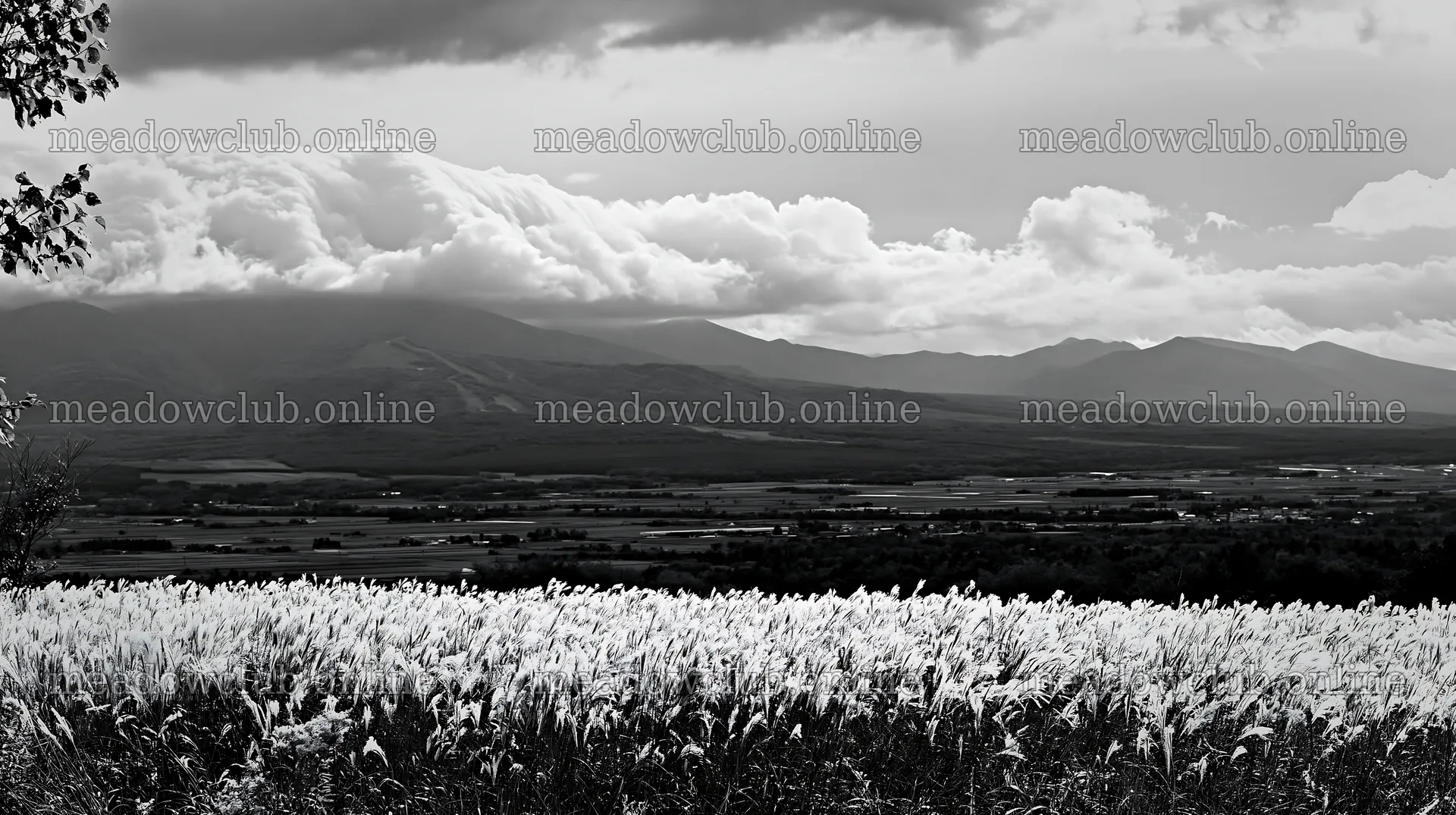 Hokkaido silver grass meadow with mountains and clouds – meadow photos 10608x5938
