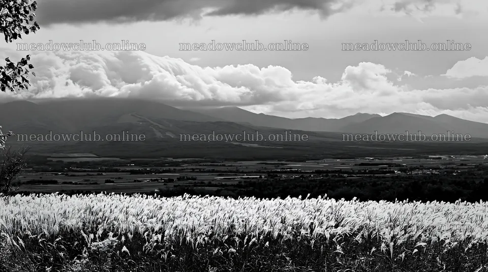 Hokkaido silver grass meadow with mountains and clouds – meadow photos 10608x5938