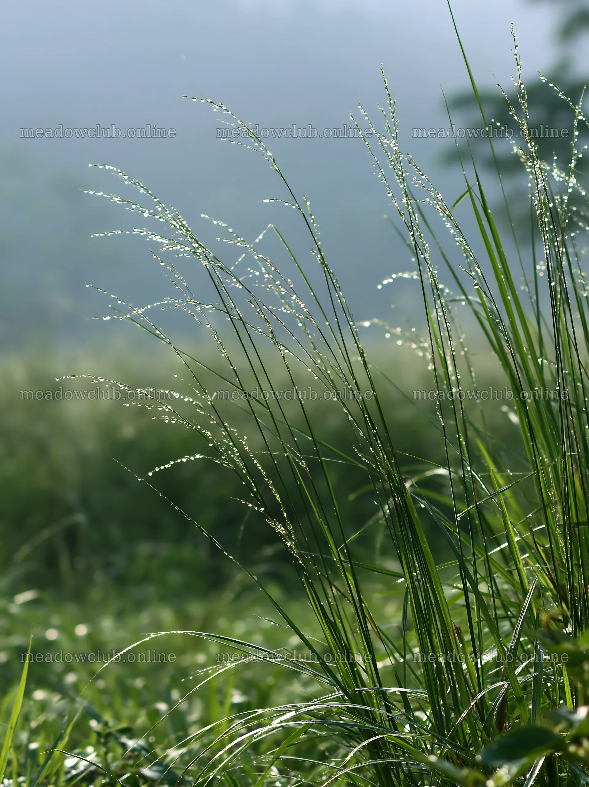 Kochi monsoon meadow rain beaded grasses glisten in sunlight – meadow photos 6866x9174