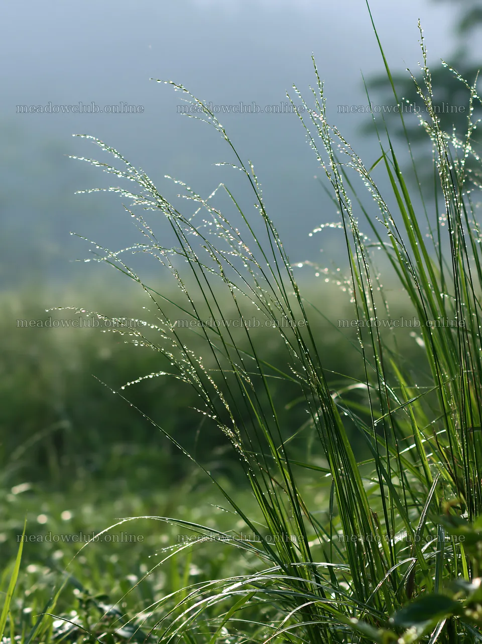 Kochi monsoon meadow rain beaded grasses glisten in sunlight – meadow photos 6866x9174