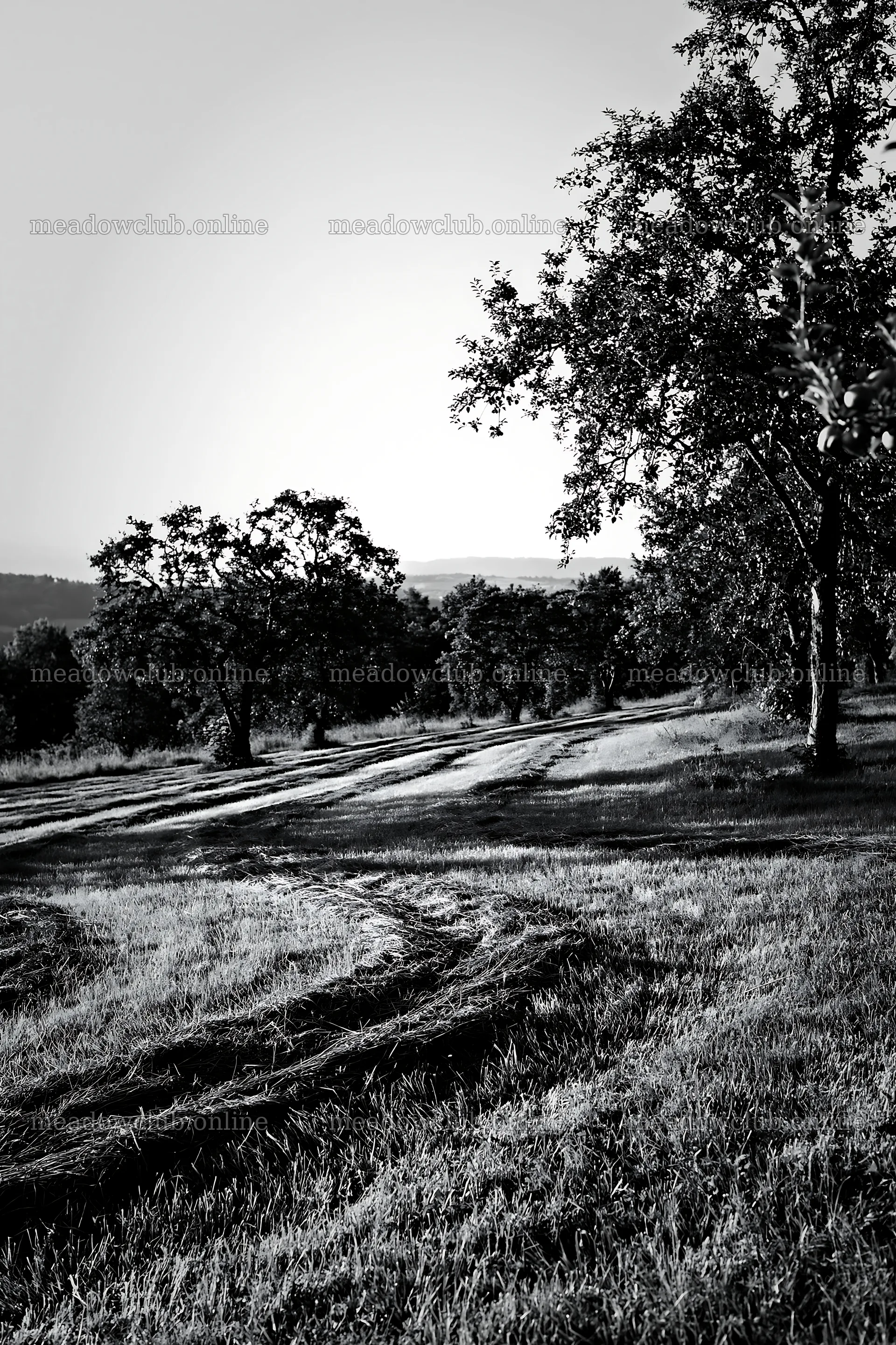 Hillside apple meadow with trees and winding path – meadow photos 6480x9722