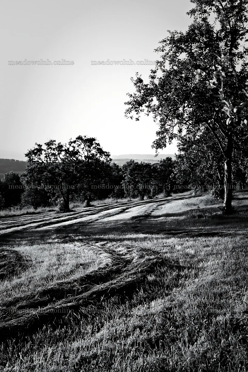 Hillside apple meadow with trees and winding path – meadow photos 6480x9722
