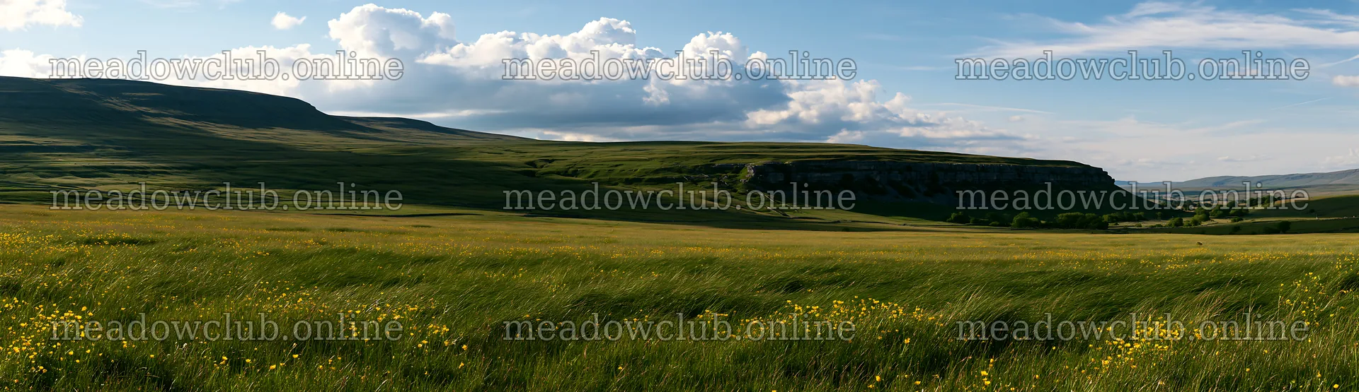 Buttercup hay meadow in the Yorkshire Dales under blue skies – meadow photos 14762x4268