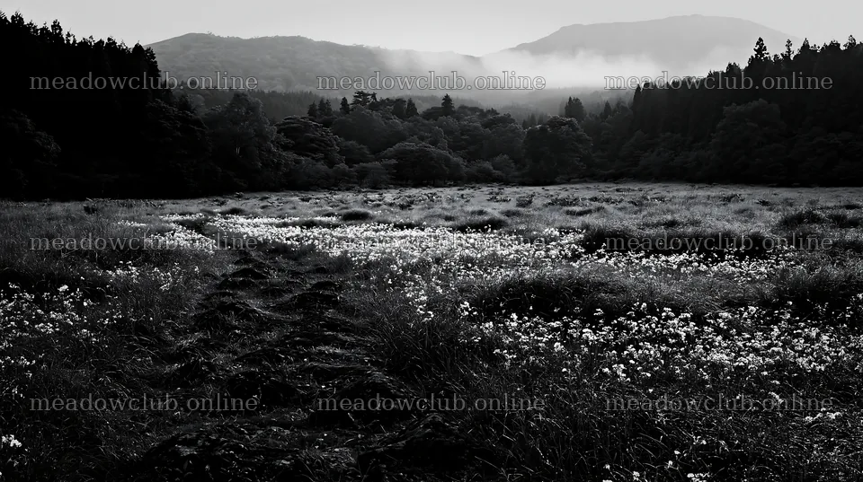 Miyagi spring recovery meadow mossy stone landscape – meadow photos 10608x5938