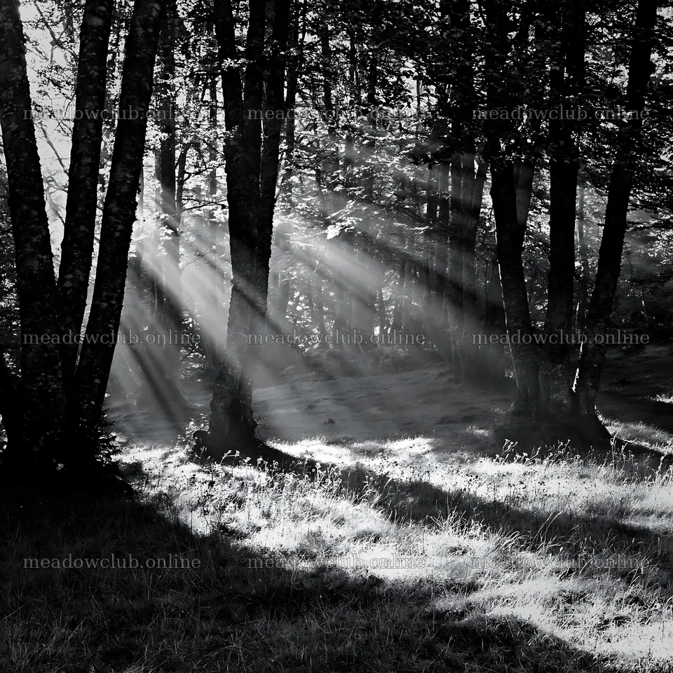Sunrays filtering through trees in Picos de Europa meadow – meadow photos 7938x7938