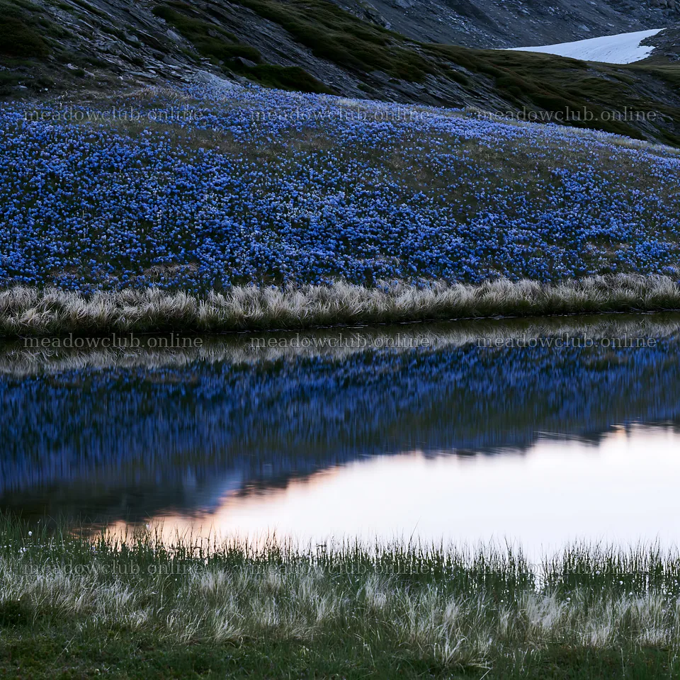 Switzerland meadow with blue flowers near alpine lake – meadow photos 7938x7938