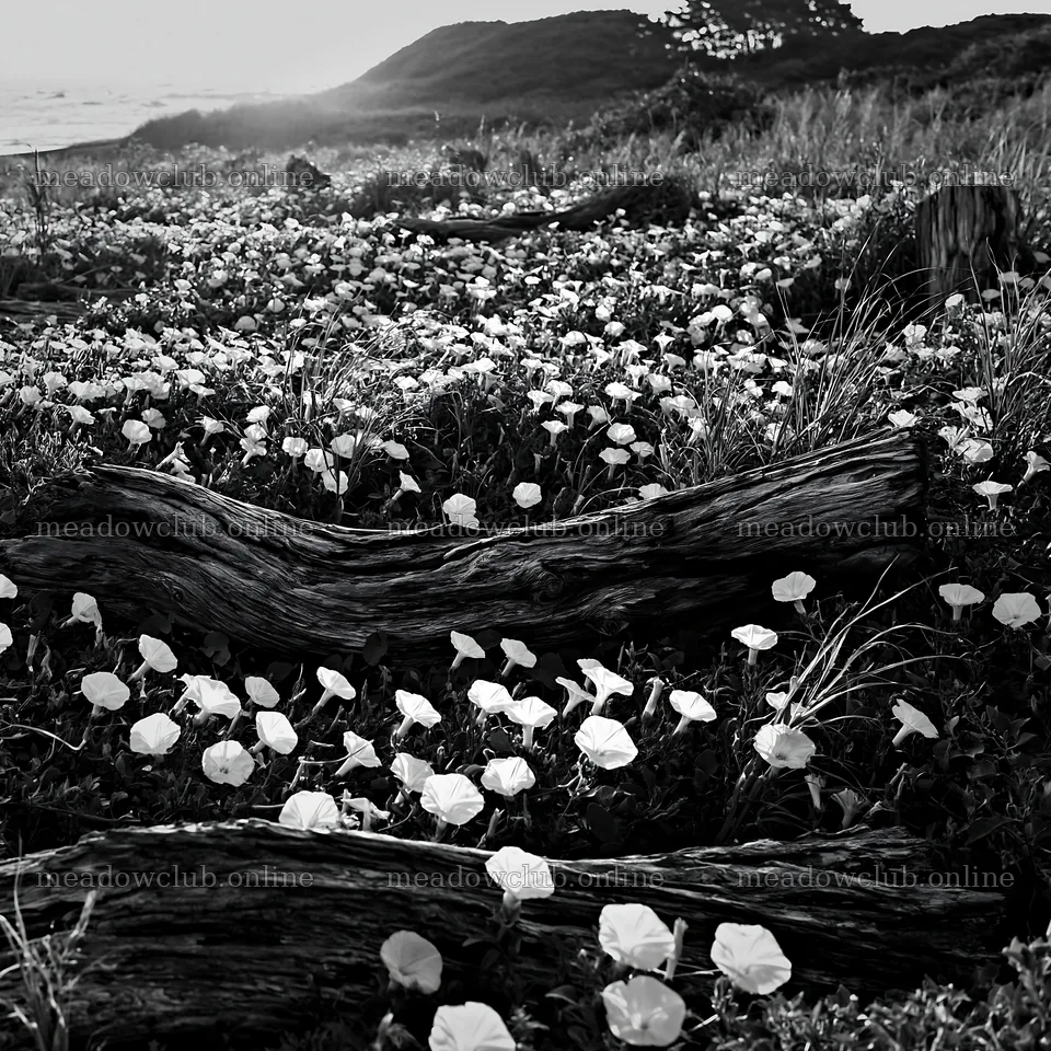 Chiba coastal climate meadow with driftwood and flowers – meadow photos 7938x7938