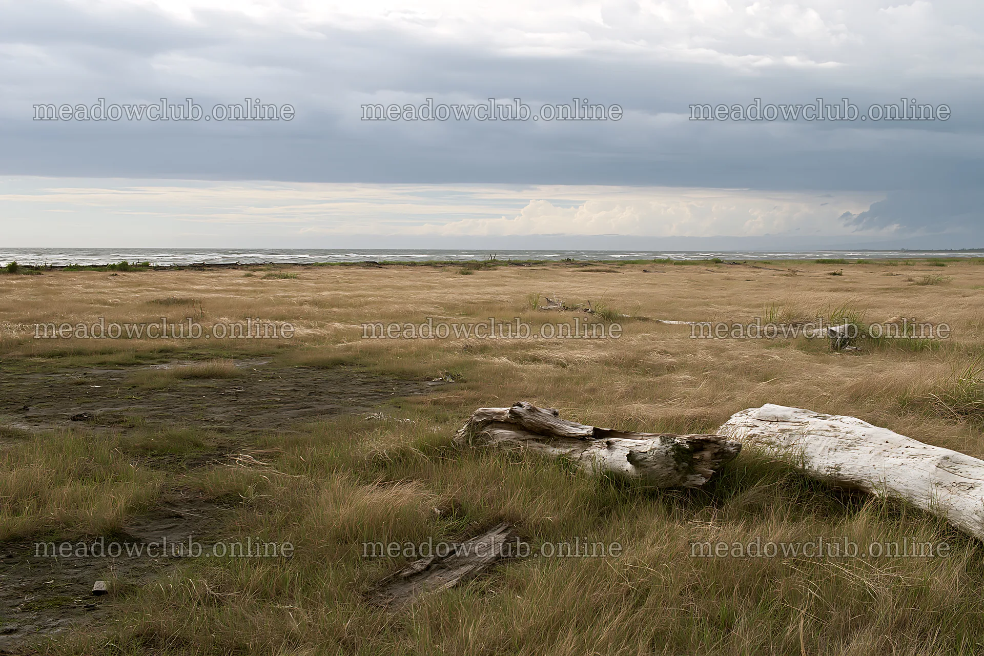 Ishikawa coastal meadow with storm washed driftwood – meadow photos 9722x6480