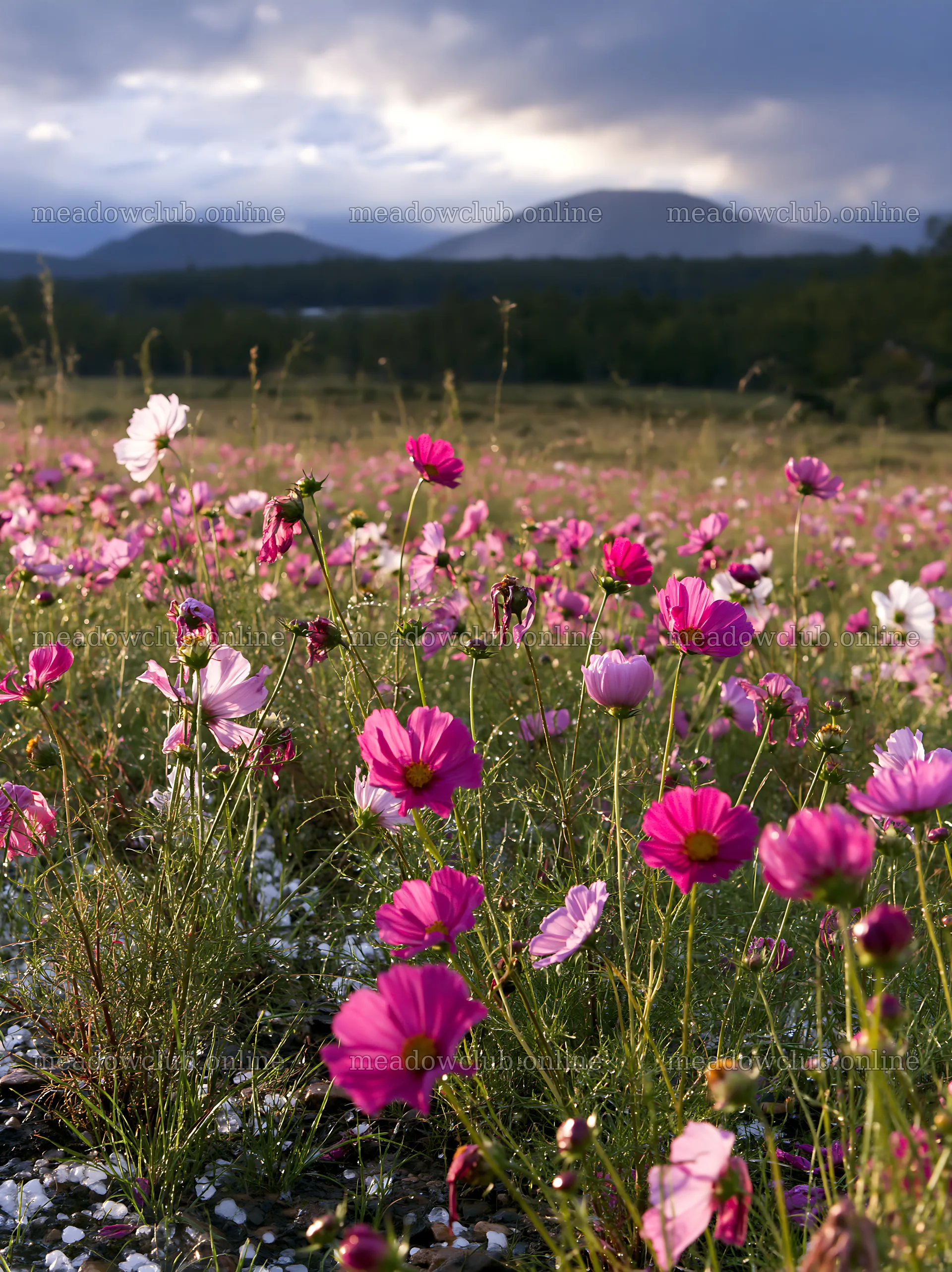 Colorful cosmos meadow with mountains in the background – meadow photos 6866x9174