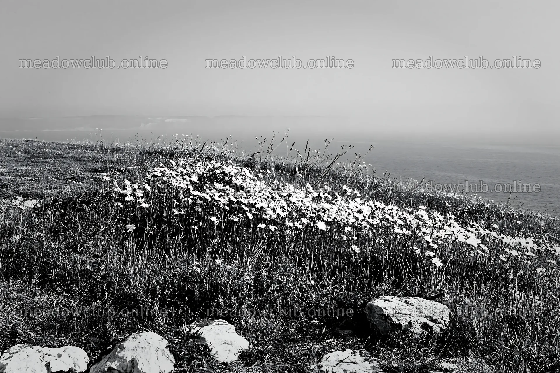 Coastal cliff meadow with wildflowers by the sea – meadow photos 9722x6480