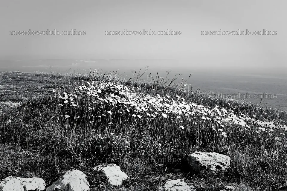 Coastal cliff meadow with wildflowers by the sea – meadow photos 9722x6480