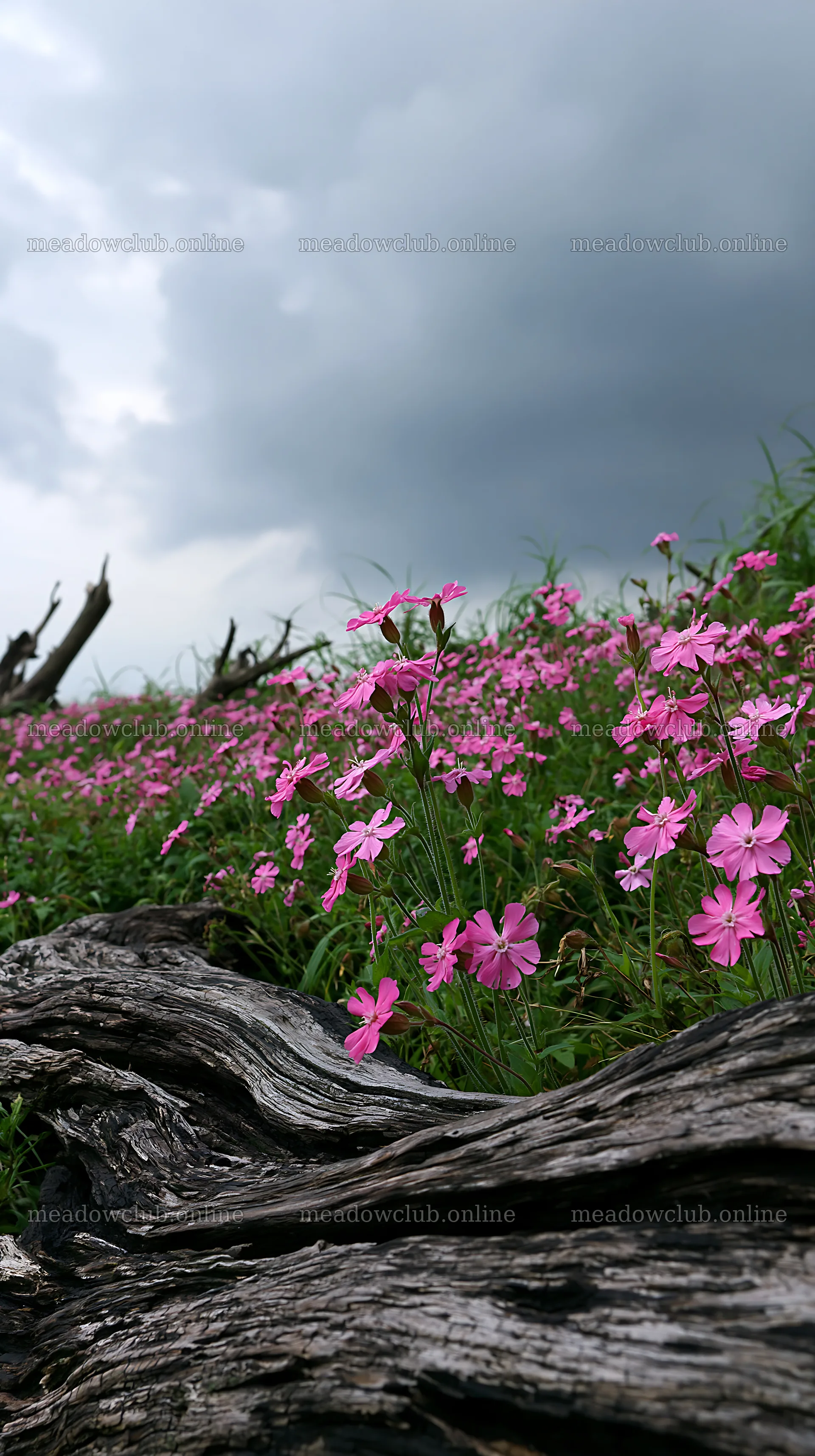 Chiba coastal climate meadow with driftwood and pink flowers – meadow photos 5938x10608