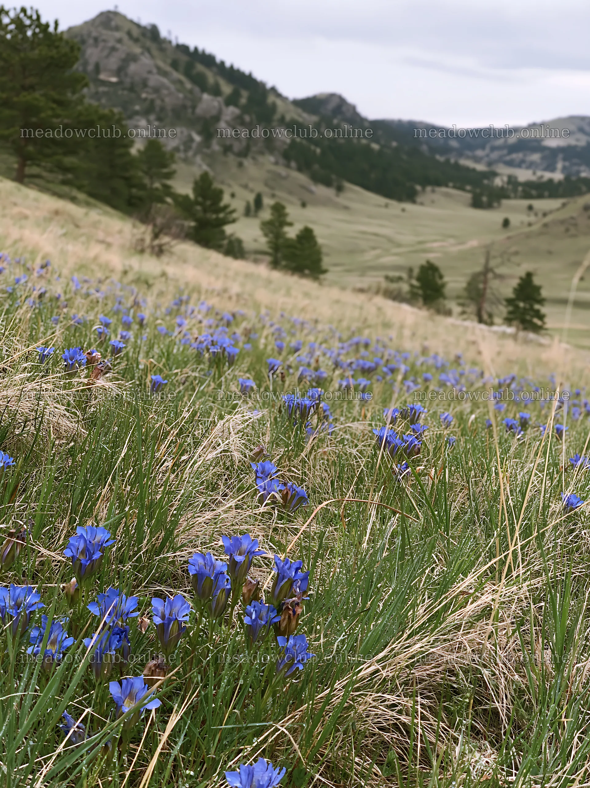 Cloudy foothill meadow with blue flowers – meadow photos 6866x9174