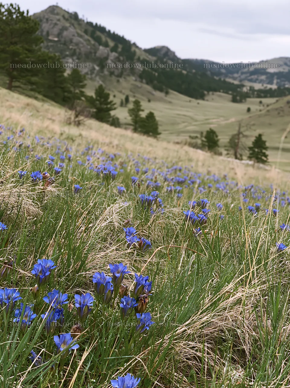 Cloudy foothill meadow with blue flowers – meadow photos 6866x9174