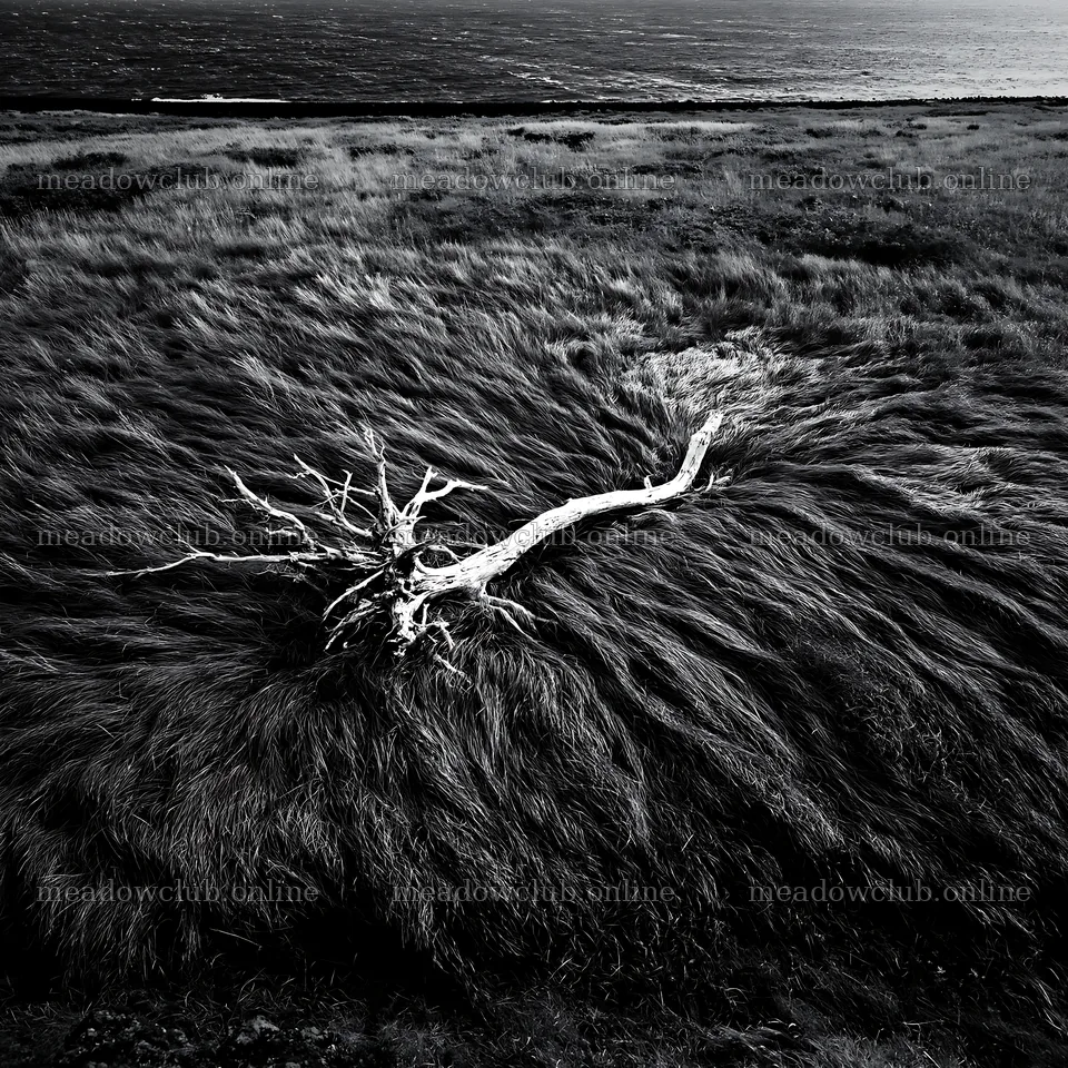 Driftwood on Ishikawa coastal meadow after storm – meadow photos 7938x7938