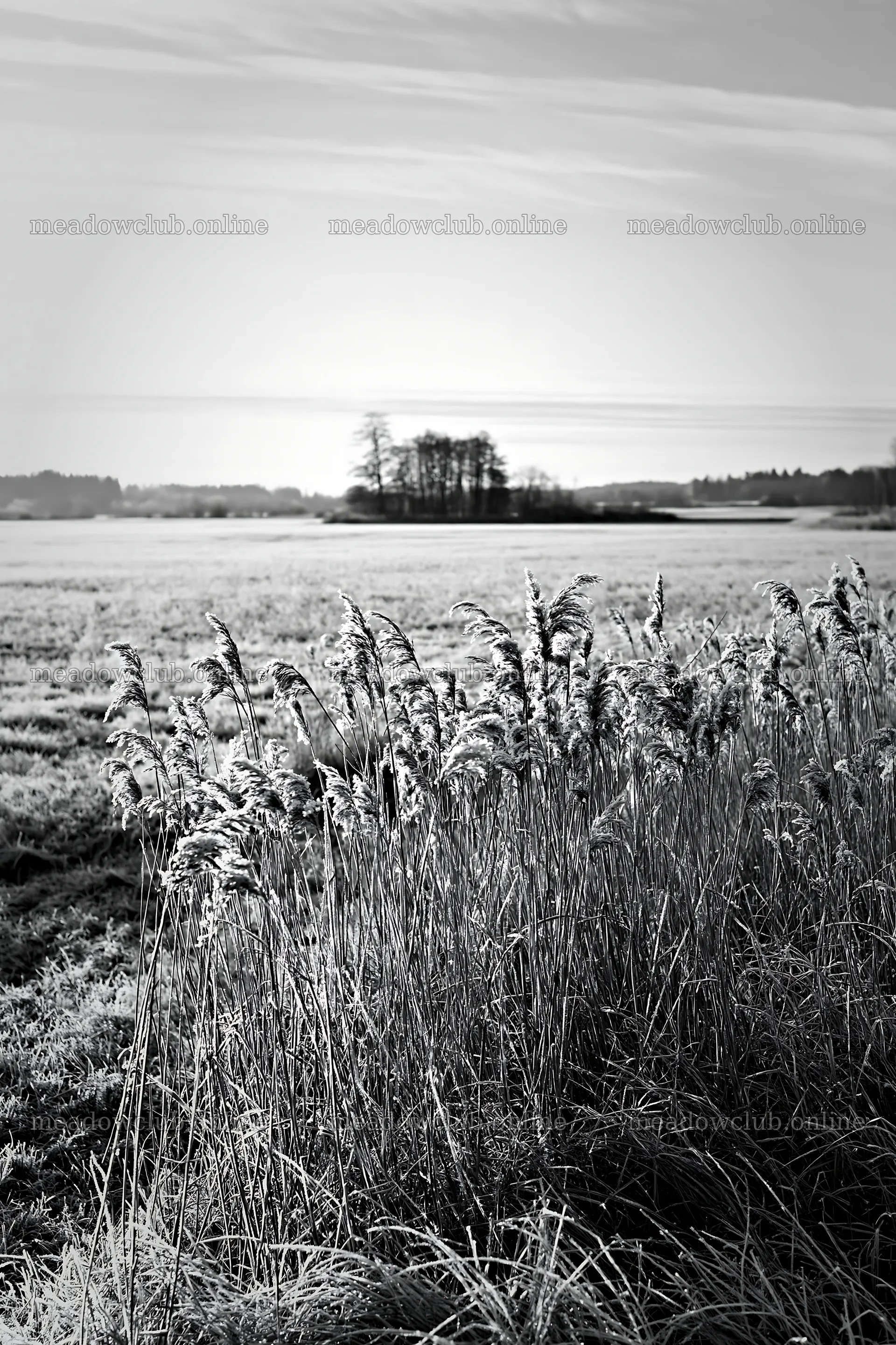Saga floodplain meadow with reeds in foreground – meadow photos 6480x9722