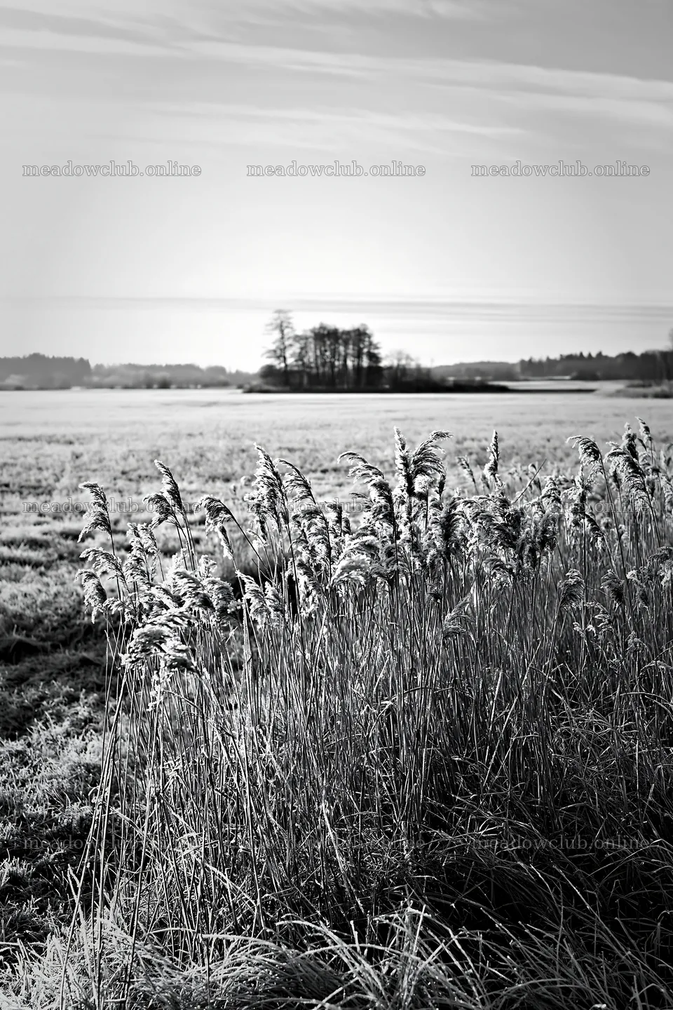Saga floodplain meadow with reeds in foreground – meadow photos 6480x9722