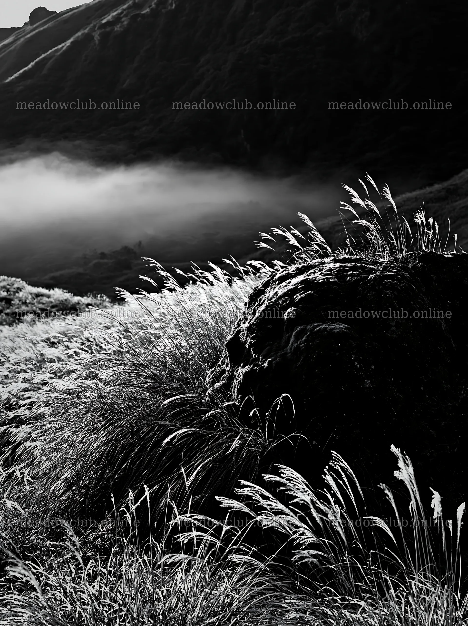 Moss covered stone in a misty meadow at Shimane – meadow photos 6866x9174