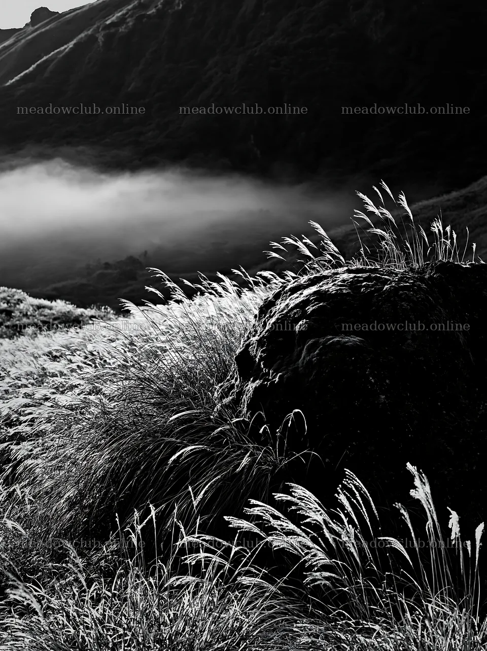 Moss covered stone in a misty meadow at Shimane – meadow photos 6866x9174