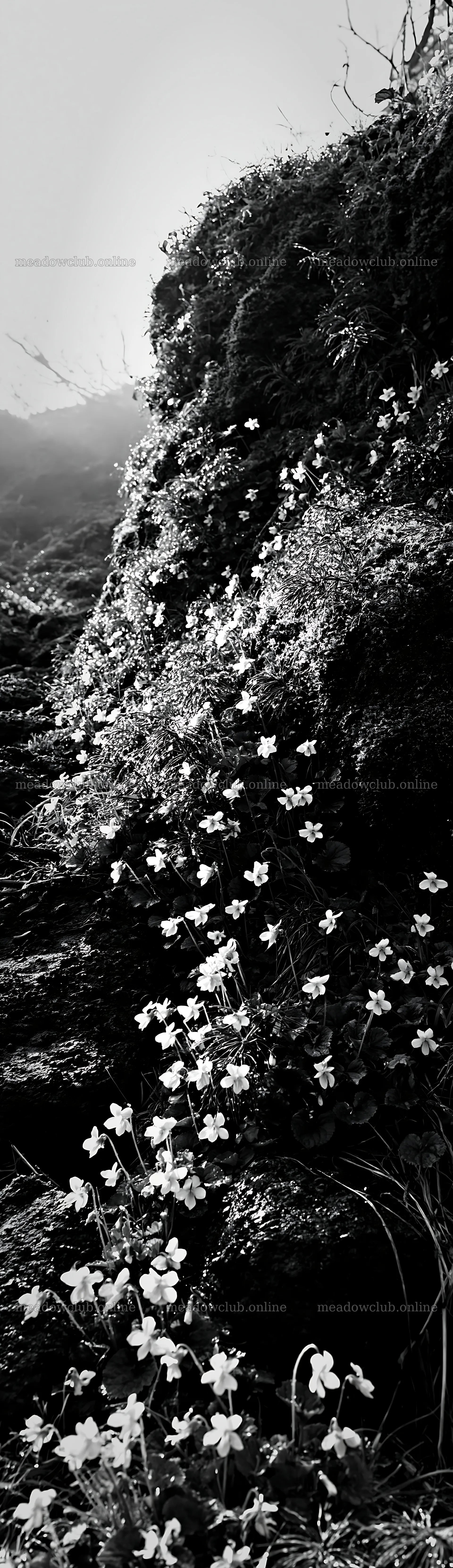 Miyagi spring recovery meadow mossy stone with white flowers – meadow photos 4268x14762