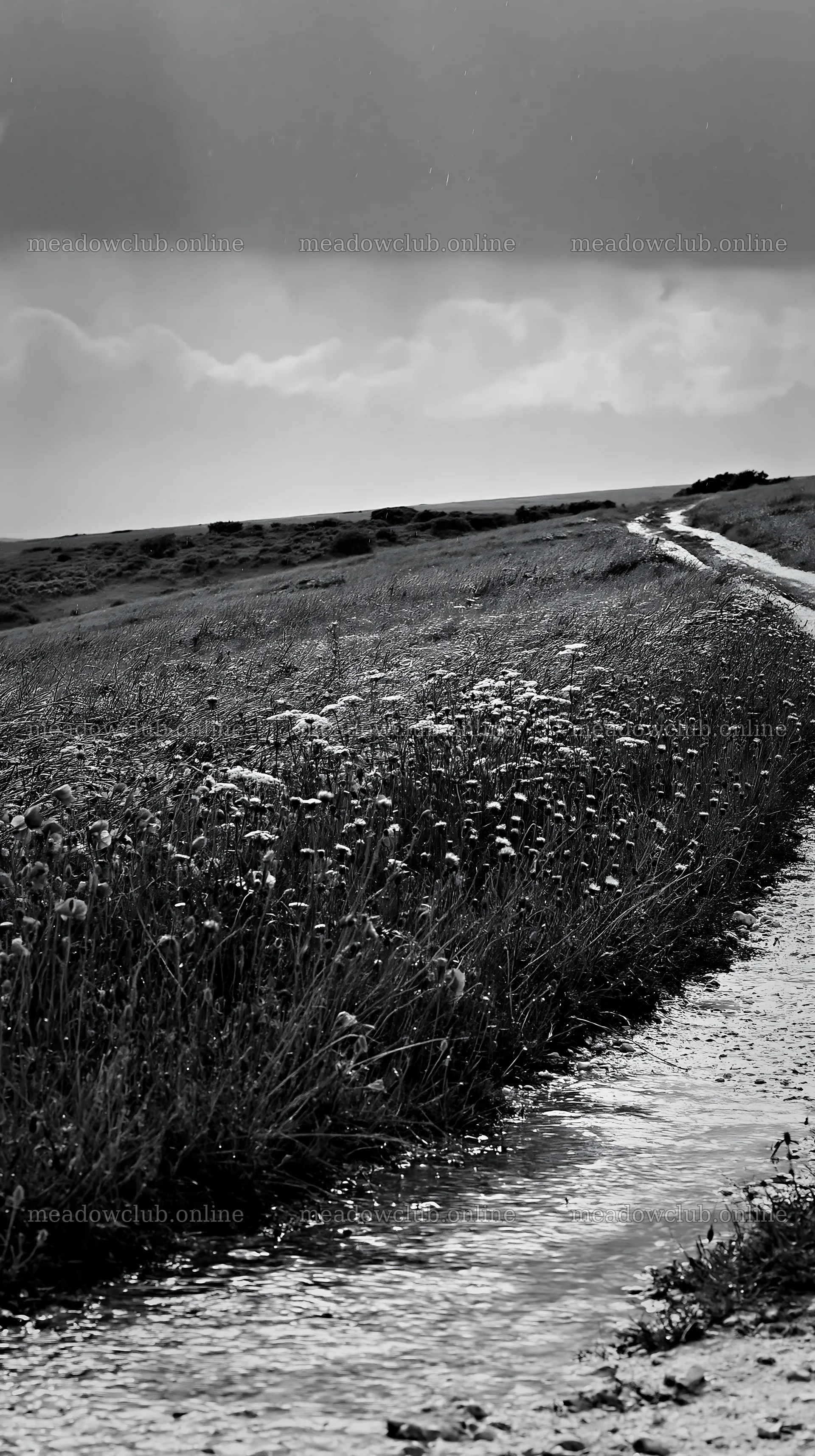 Rainwashed meadow with pathway and wildflowers – meadow photos 5938x10608