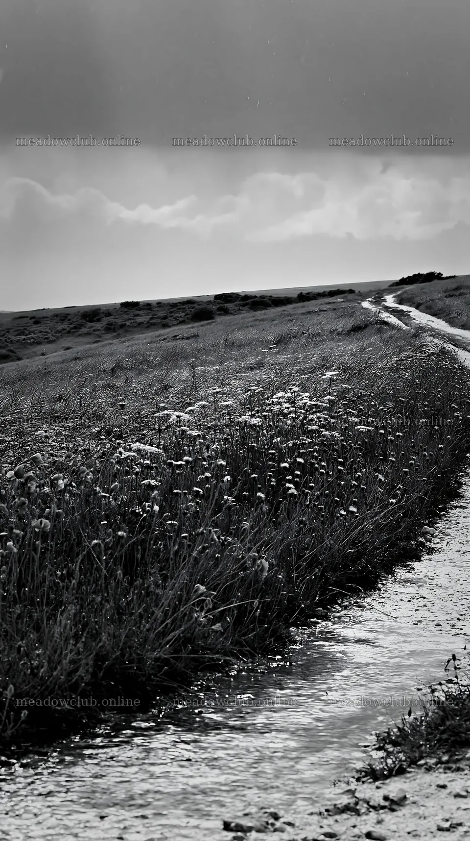 Rainwashed meadow with pathway and wildflowers – meadow photos 5938x10608