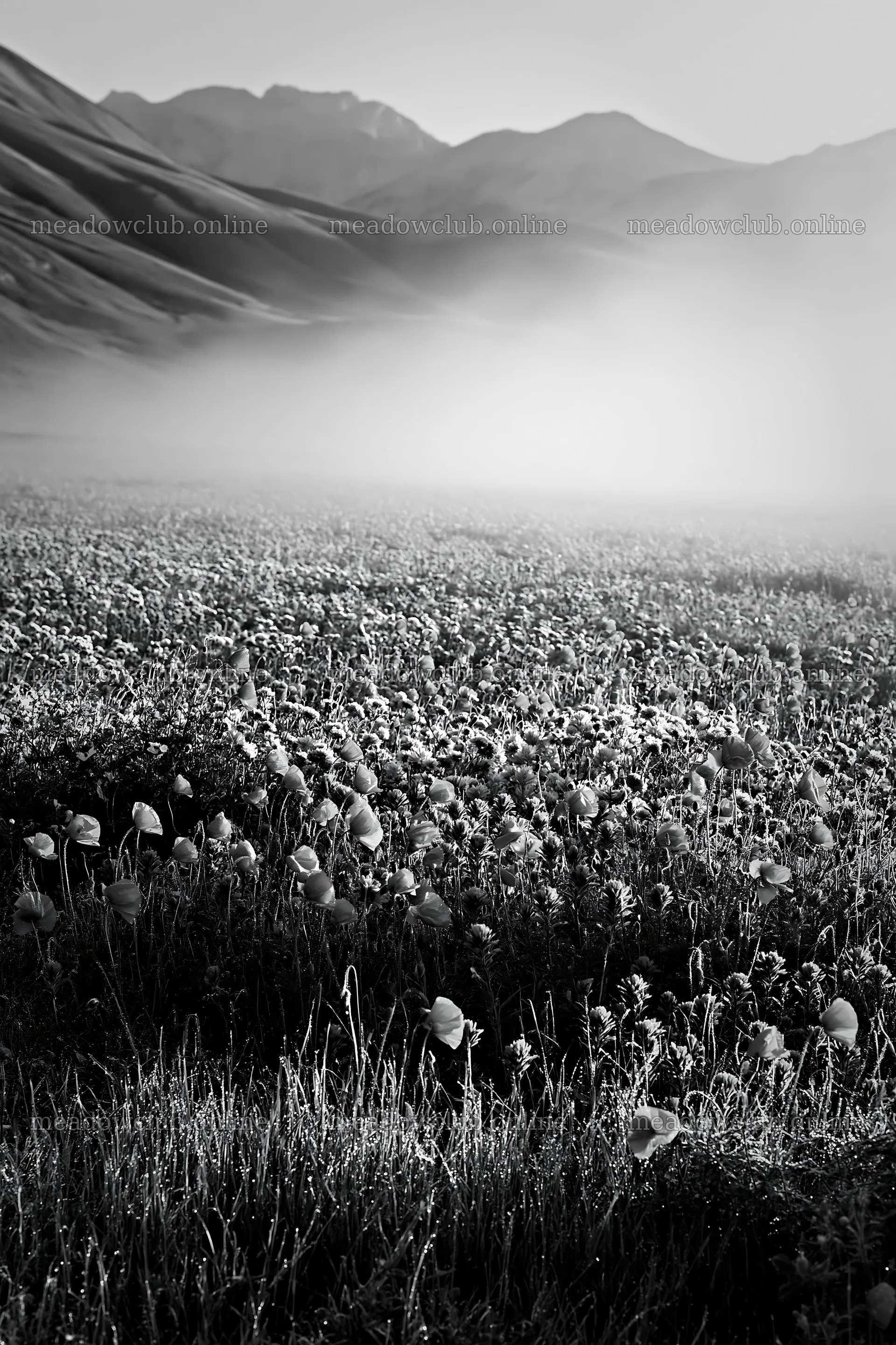 Colorful poppy meadow with red flowers and misty hills – meadow photos 6480x9722
