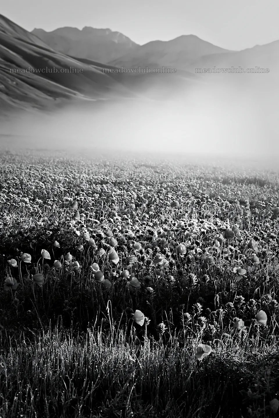 Colorful poppy meadow with red flowers and misty hills – meadow photos 6480x9722
