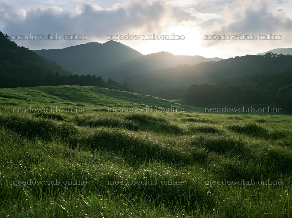 Miyazaki sunrise over meadow with dew covered sedges – meadow photos 9174x6866