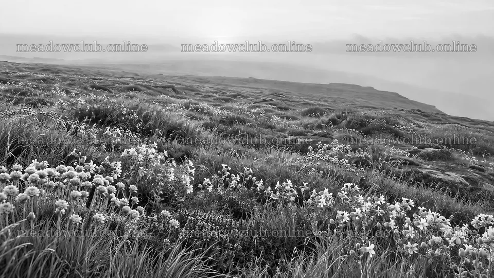 Monochrome Flower Meadow in Morning Mist – meadow photos 10331x5808